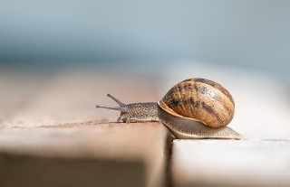 snail moving up a small step